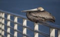 Brown Pelican bird Royalty Free Stock Photo