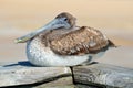 Brown pelican bird Royalty Free Stock Photo