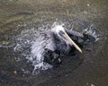 Brown Pelican bird stock photos.  Brown pelican bird close-up profile view splashing water Royalty Free Stock Photo