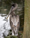 Brown Pelican Bird Stock Photos. Image. Portrait. Picture. Juvenile bird. Bokeh background. Angelic wings Royalty Free Stock Photo