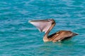 Brown pelican eating fresh fish on sea Royalty Free Stock Photo
