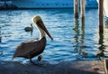 Brown Pelican. Blue Water on a Background