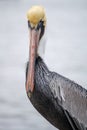 Brown Pelican on Bolivar Pensinsula, Texas Gulf Coast