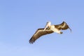 Brown Pelican Royalty Free Stock Photo