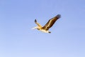 Brown Pelican Royalty Free Stock Photo