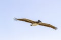 Brown Pelican Royalty Free Stock Photo