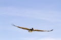 Brown Pelican Royalty Free Stock Photo
