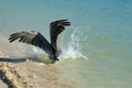 Brown pelican catching fish in the bay Royalty Free Stock Photo