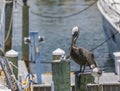 Brown pelican at Clearwater beach marina in florida use Royalty Free Stock Photo