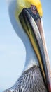 Brown Pelican Close-Up Atlantic Coast Royalty Free Stock Photo