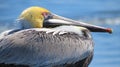 Brown Pelican Close-Up - Atlantic Coast Royalty Free Stock Photo
