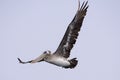 Brown pelican close up