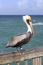 Brown Pelican Royalty Free Stock Photo