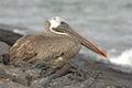 Brown pelican