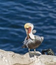 Brown Pelican Royalty Free Stock Photo