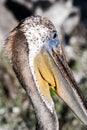 Brown Pelican Colorful Portrait Close Up Royalty Free Stock Photo