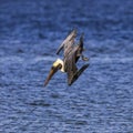 Brown Pelican dives into Estero Bay Royalty Free Stock Photo