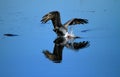 Brown Pelican Diving for Fish Royalty Free Stock Photo