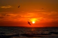 Brown Pelican diving for fish at sunset.