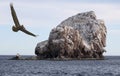 A Brown Pelican Does a Flyby of a Guano Covered Desert Island