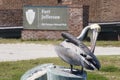 Brown Pelican - Dry Tortugas National Park