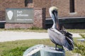 Brown Pelican - Dry Tortugas National Park