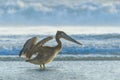 Brown Pelican Drying Off in Rosarito Beach, Baja California Royalty Free Stock Photo