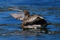 Brown pelican eating fish