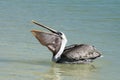 Brown pelican eating fish in the bay Royalty Free Stock Photo