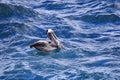 Brown Pelican eating fish, South Plaza Island, Galapagos National Park, Ecuador Royalty Free Stock Photo