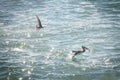 Brown Pelican eating a fish - Vina del Mar, Chile