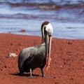 A brown pelican eating red fish