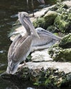 Brown Pelican stock Photos Brown pelican juvenile birds close-up profile-view.