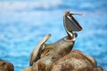 Brown pelican on Espanola Island, Galapagos National park, Ecuador Royalty Free Stock Photo