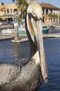 Brown Pelican Eyes the Viewer in San Carlos Mexico Royalty Free Stock Photo
