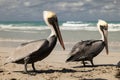 Brown pelican family on the beach, ocean waves and clouds in background Royalty Free Stock Photo