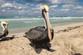 Brown pelican family on the beach, ocean waves and clouds in background Royalty Free Stock Photo