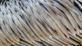 Brown pelican feathers texture