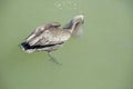 Brown Pelican with fish and water in his pouch.