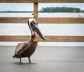 Brown Pelican on fishing pier in Bradenton Florida. Royalty Free Stock Photo