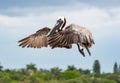 Brown Pelican on fishing pier in Bradenton Florida. Royalty Free Stock Photo