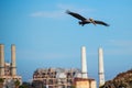 Brown pelican flies near industrial smokestacks