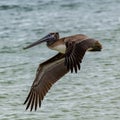 Brown Pelican flies over the coast of the Gulf of Mexico