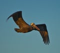 Brown Pelican in Flight Royalty Free Stock Photo