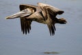 Brown Pelican in flight Royalty Free Stock Photo