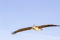 Brown Pelican Royalty Free Stock Photo