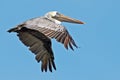 Brown Pelican