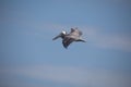 Brown Pelican in flight Royalty Free Stock Photo