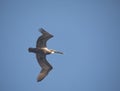 Brown Pelican in flight Royalty Free Stock Photo