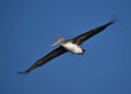 A brown pelican in flight Royalty Free Stock Photo